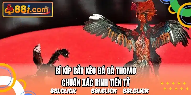 Bí kíp bắt kèo đá gà Thomo chuẩn xác rinh tiền tỷ