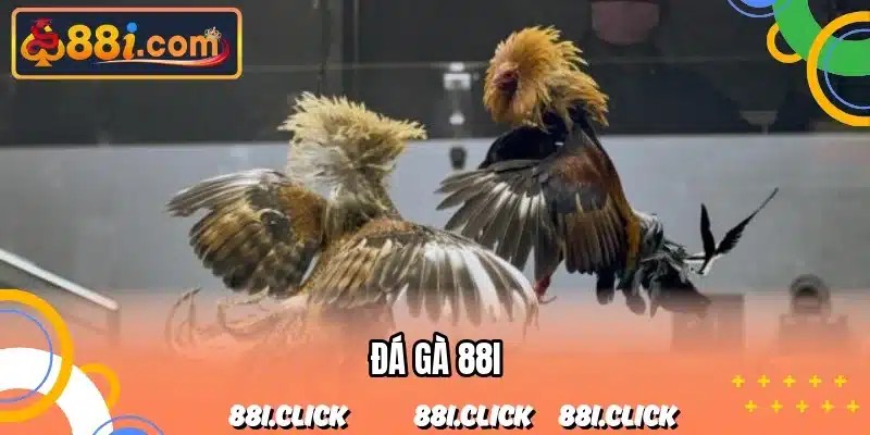 đá gà 88I