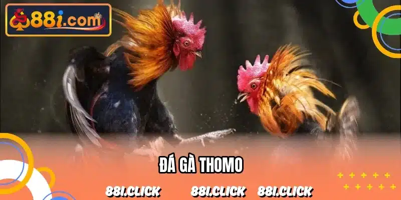 đá gà Thomo