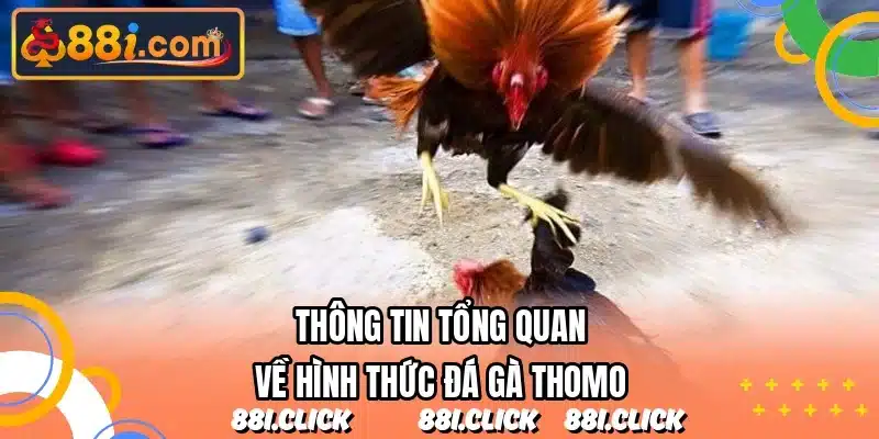 Thông tin tổng quan về hình thức đá gà Thomo