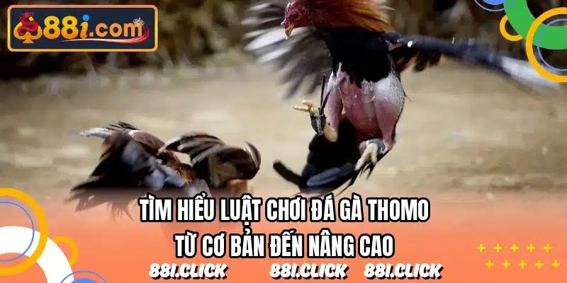 Tìm hiểu luật chơi đá gà Thomo từ cơ bản đến nâng cao
