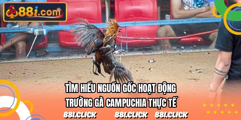 Tìm hiểu nguồn gốc hoạt động trường gà Campuchia thực tế