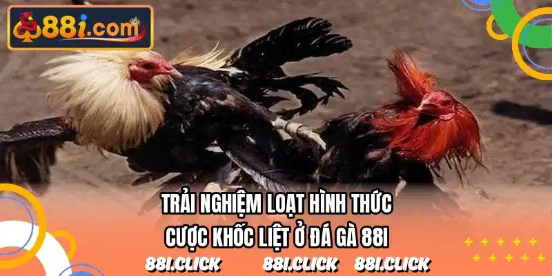 Trải nghiệm loạt hình thức cược khốc liệt ở đá gà 88I
